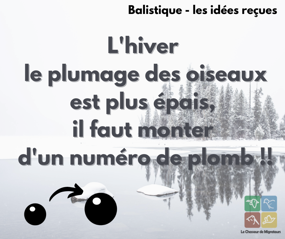 L'hiver le plumage des oiseaux est plus épais