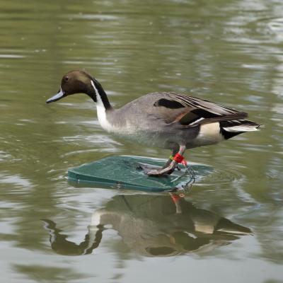 Plateau flottant bois pour sauvagine