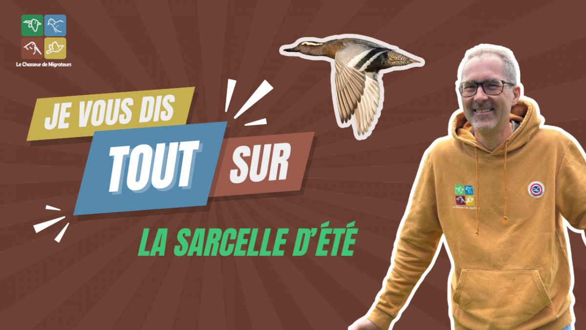Miniature je vous dis tout sur la sarcelle d e te 