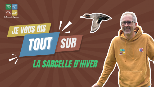 La sarcelle d'hiver